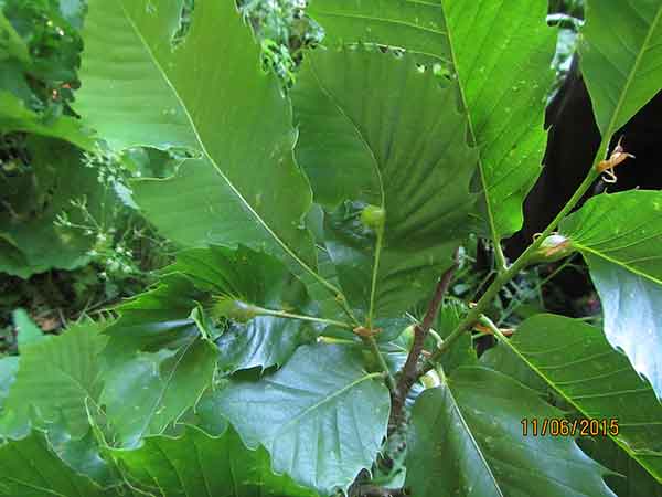 leaves with galls and holes