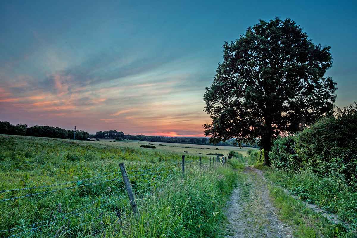 silhouette of tree in field at sunset