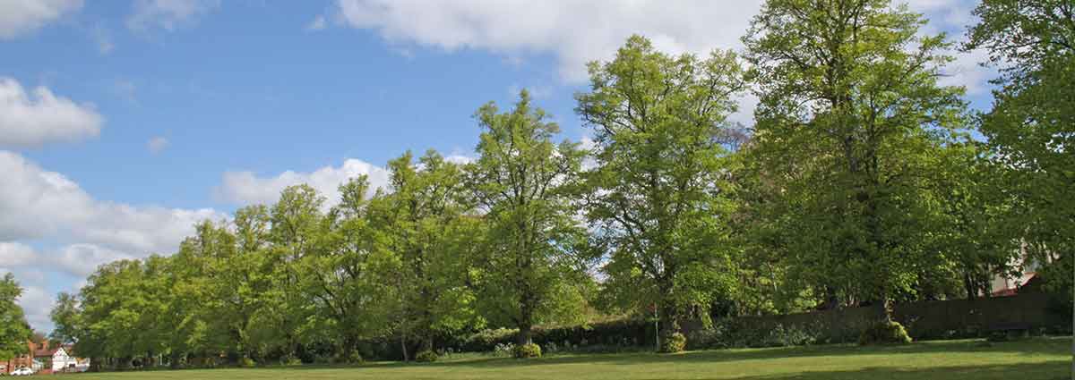 row of lime trees