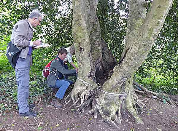two people measuring tree girth