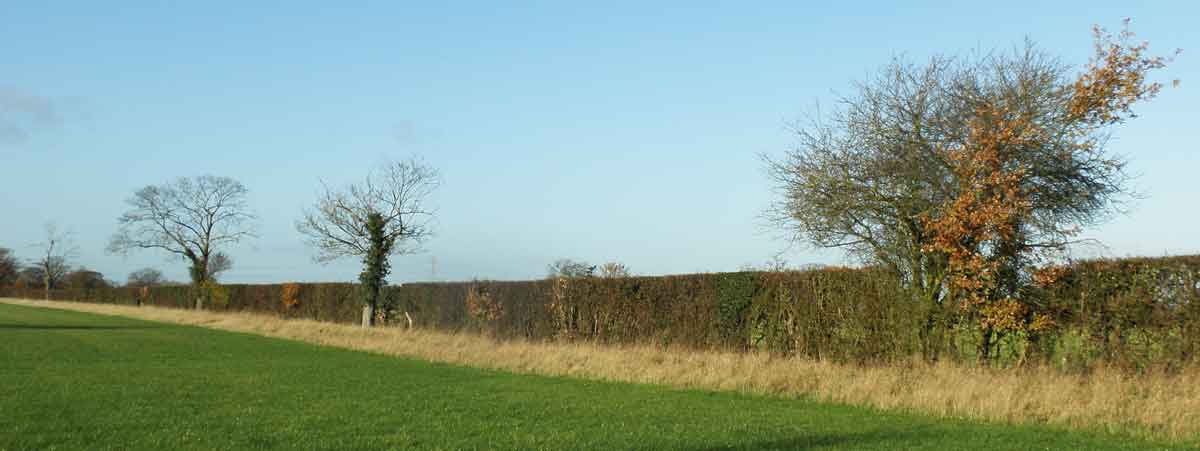 hedge with trees