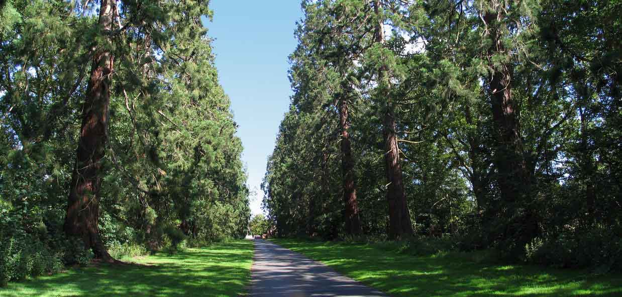 Avenue of Wellingtonias