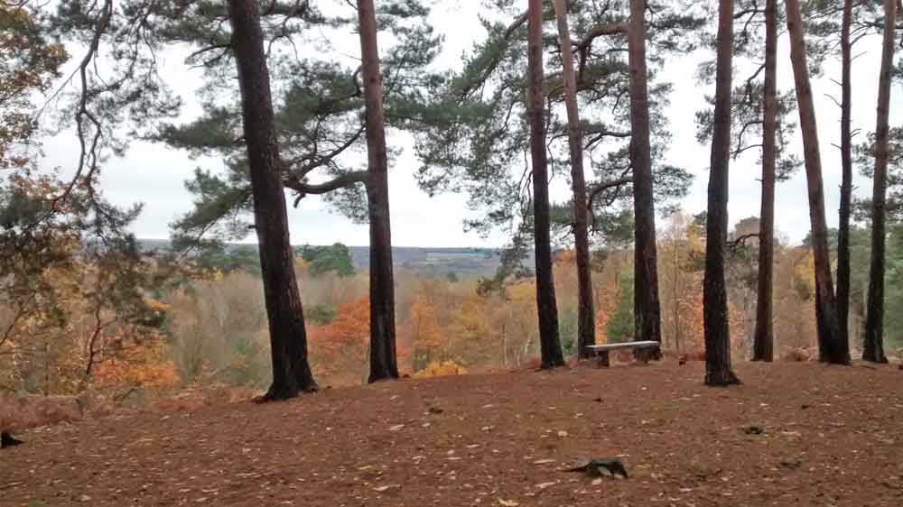 Autumn view, distant vista, tree trunks in foreground