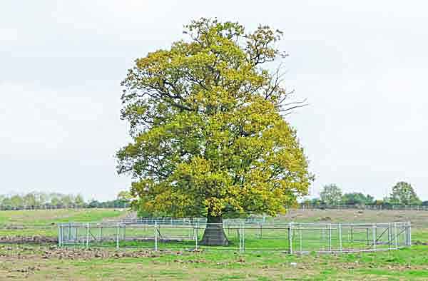 solitary tree with protective fence