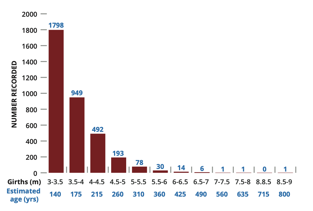 graph showing distribution of oak girths