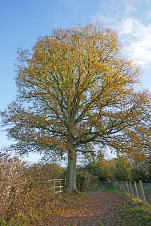 Oak in White Horse Lane