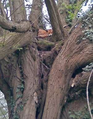 fox in veteran tree