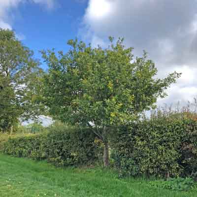 hedge tree cantley