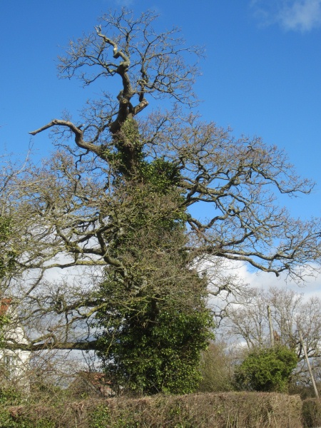 picture of tree