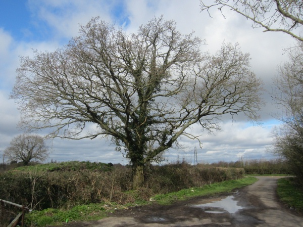 picture of tree