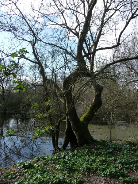 picture of tree