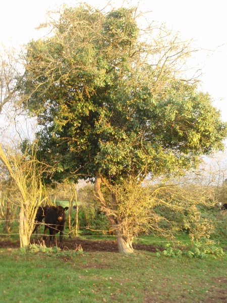 picture of tree