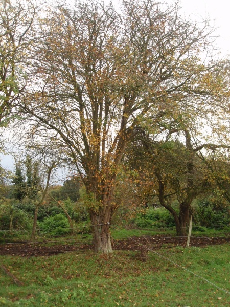 picture of tree