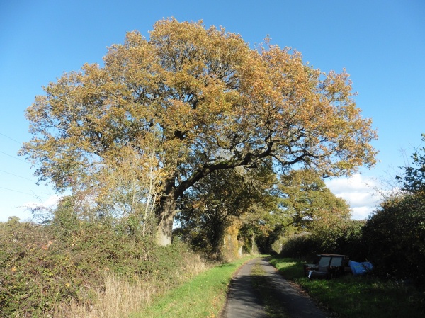 picture of tree