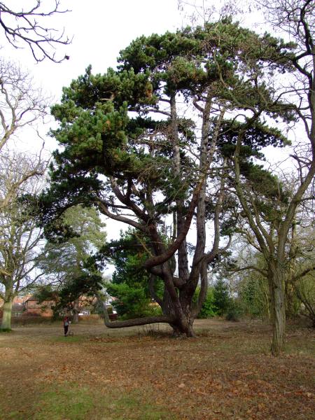 picture of tree