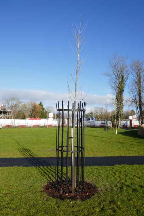 Groundsman beside sapling