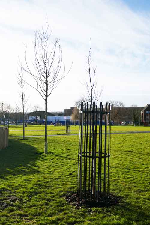 Tree sapling in a cage