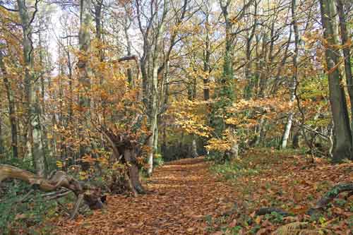 woodland footpath