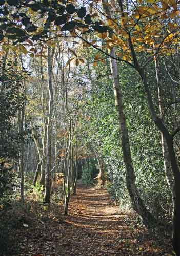 woodland footpath