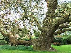 Oriental Plane