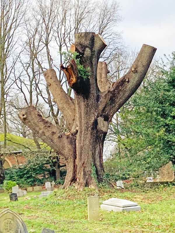 pollarded oak