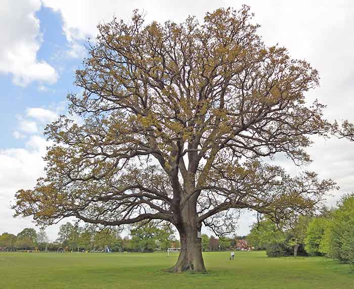 oak in field