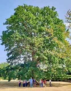 People under big oak