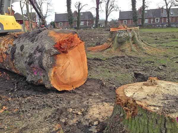 felled trees