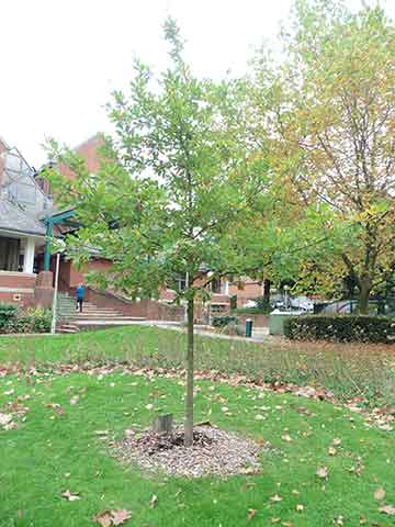 Jubilee tree 1 after 5 years