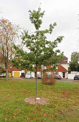 Jubilee tree 5 years on