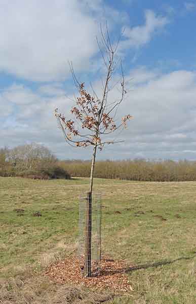 Replcement Jubilee tree 11