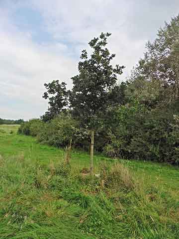 Jubilee tree 12 after 5 years