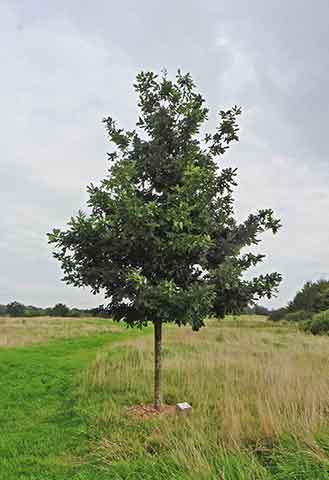 Jubilee tree 13 after 5 years