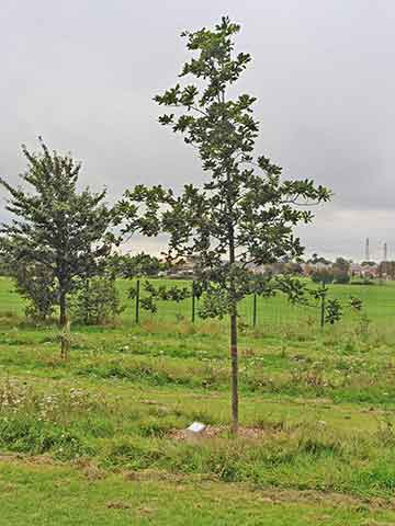 Jubilee tree 15 after 5 years