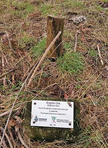 stump of young tree