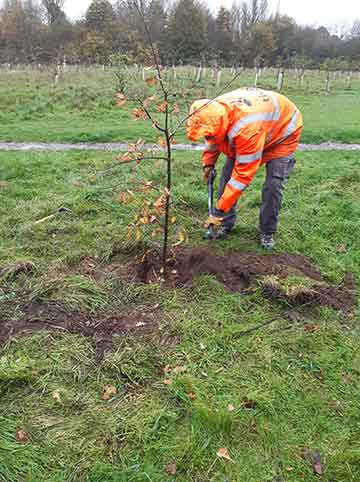 Jubilee tree 18 replanting