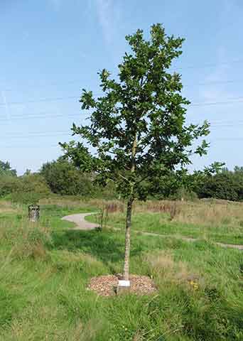 Jubilee tree 18 after 5 years