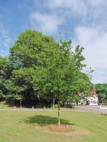 Jubilee tree 23 after 5 years