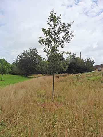 Jubilee tree 25 after 5 years