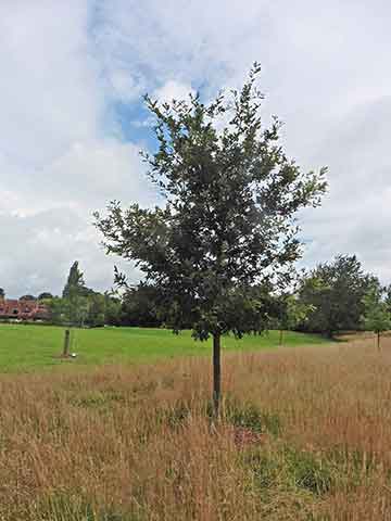 Jubilee tree 26 after 5 years