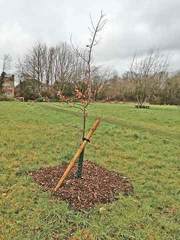 Newly planted Jubilee tree 47