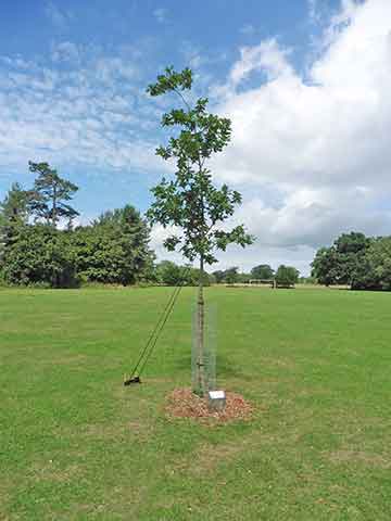 Jubilee tree 47a