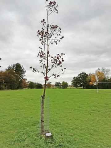 Dead sapling