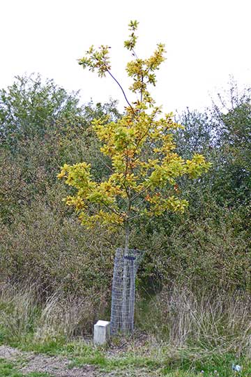 Jubilee tree 52 planting (second picture)
