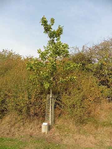 Jubilee tree 52 planting 5 years on