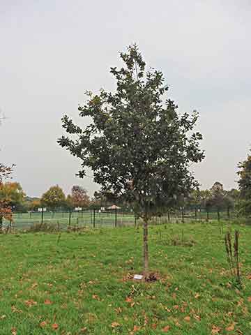 Jubilee tree 60 5 years on