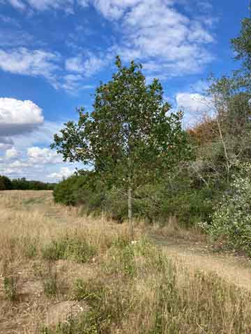 oak tree in grass