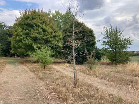 sad looking tree