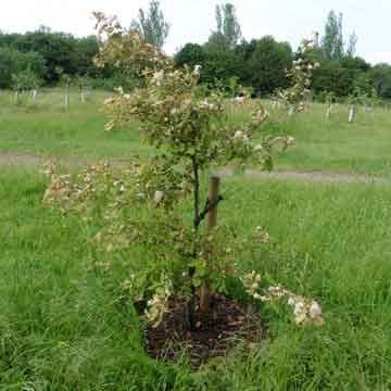 Replanted Jubilee tree 18