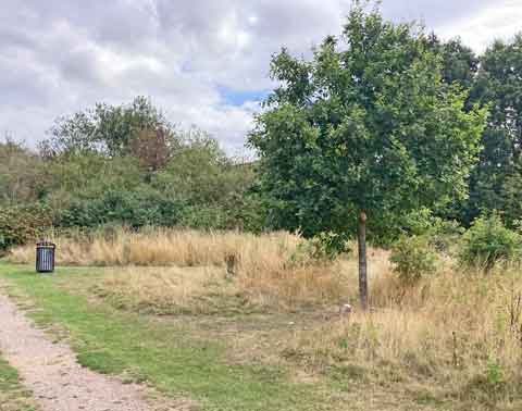 oak tree in grass